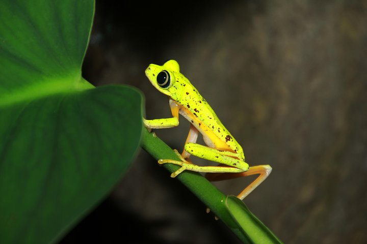 Lemur Leaf Frog 